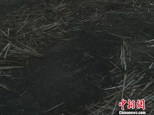 濮陽(yáng)校車超載失火  系司機(jī)冒險(xiǎn)進(jìn)入麥稈堆所致(圖)