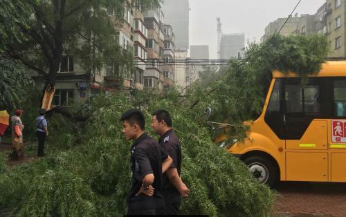 哈市香坊區(qū)一棵大樹(shù)樹(shù)干折斷砸中校車 無(wú)人員傷亡